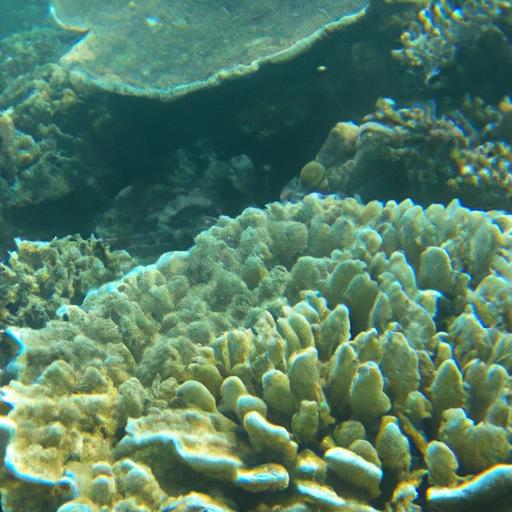 Coral Polyps: Understanding the Foundation of Coral Colonies