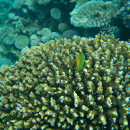 Ecological Importance of Coral Reefs: Beyond the Aquarium