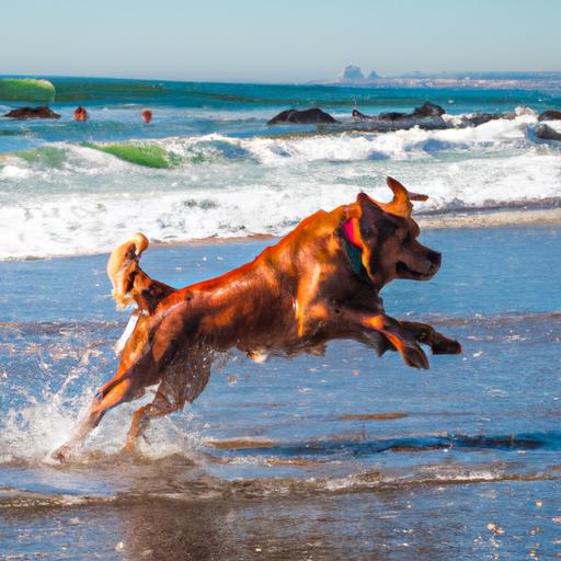 Positive Canine Experiences with Dog-Friendly Beaches: Creating Memorable Adventures for Your Furry Friend