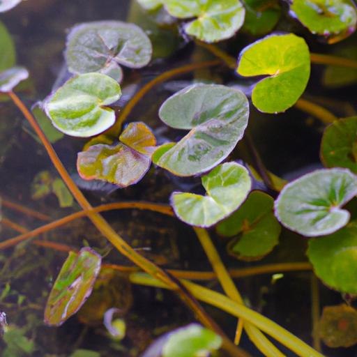 Amazon Frogbit anchored in a fine-grained substrate amidst gentle water movement.