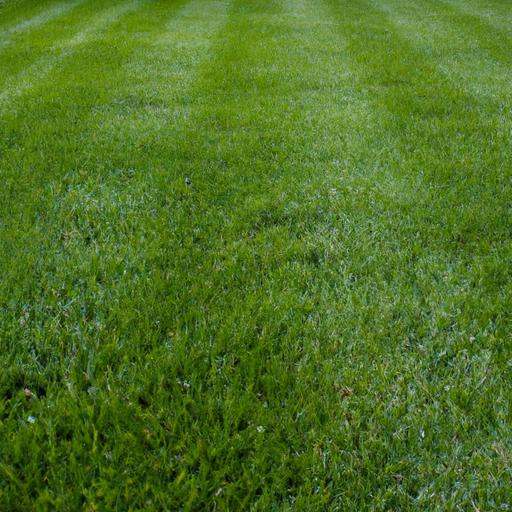A well-maintained lawn, thanks to aeration