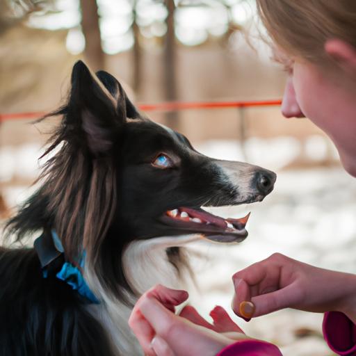 Canine Tricks and Commands for Entertainment: Unleashing the Joy of Bonding with Your Furry Friend