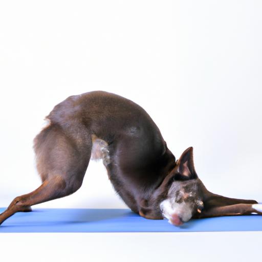 A dog gracefully practicing a yoga pose, improving joint flexibility and range of motion.