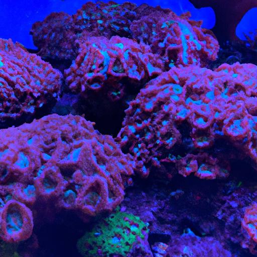 Vibrant coralline algae on live rock