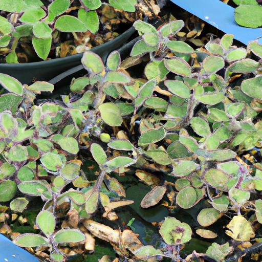 Learn how to grow and maintain healthy Limnophila Aromatica in your aquascape