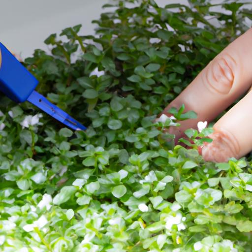 Cultivating healthy Bacopa plants requires attention to detail and proper care.