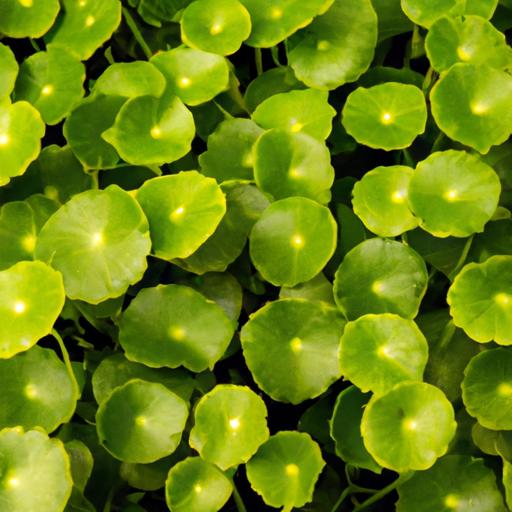 Vibrant and intricate leaves of Hydrocotyle Verticillata