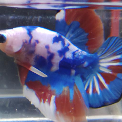 Factors to Consider for an Ideal Betta Community