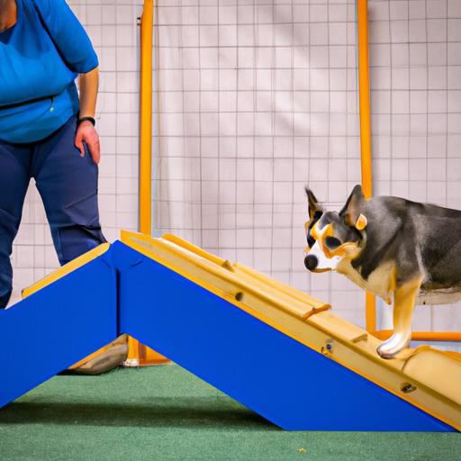 Setting up the jumps for the indoor agility course.