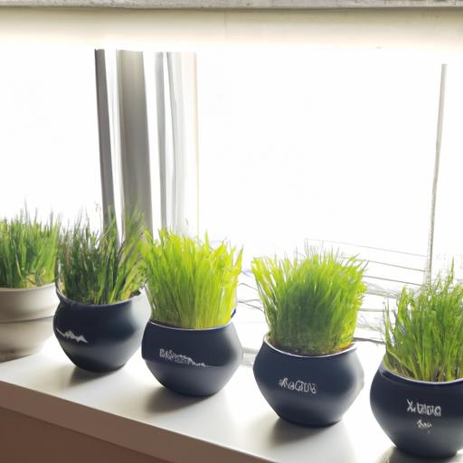 A cat-friendly indoor grass pot setup with a variety of grasses near a sunny window.