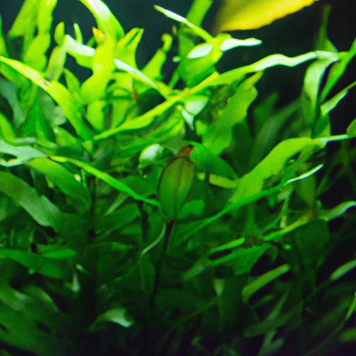 Thriving Java Fern Microsorum plant in an aquarium