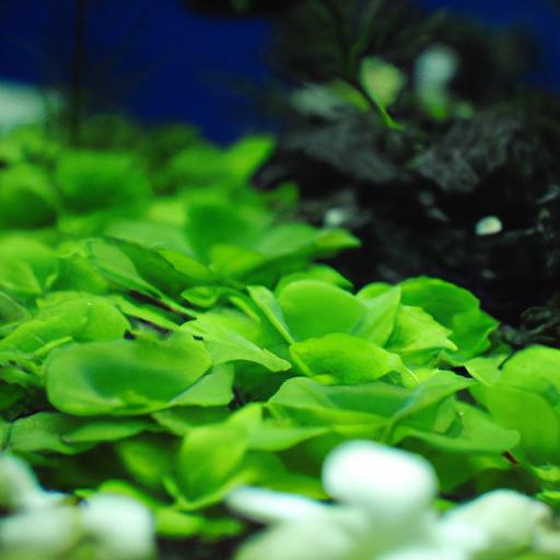 Nurturing a Healthy Tank with Dwarf Water Lettuce