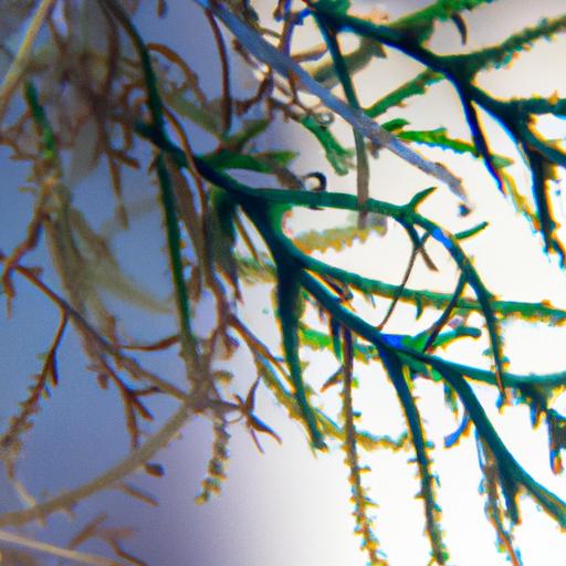 The captivating curly leaves of Pogostemon Helferi add depth and texture to any aquascape.