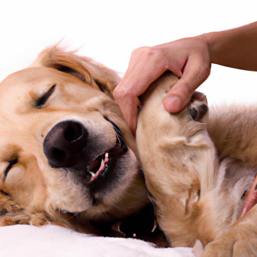 The Benefits of Canine Massage for Relaxation