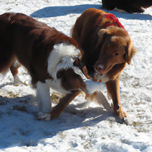 Understanding Canine Resource Sharing: Promoting Positive Social Interactions