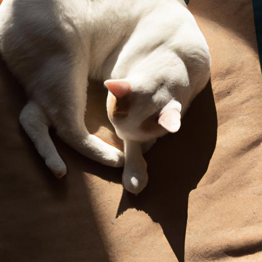 Understanding Cat Napping Patterns: Unveiling the Secrets of Your Feline’s Sleep Habits