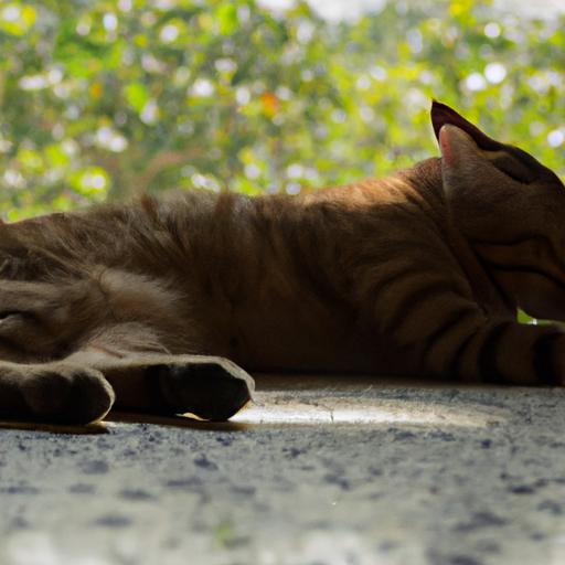 Understanding Cat Slow Tail Twitching: A Comprehensive Guide