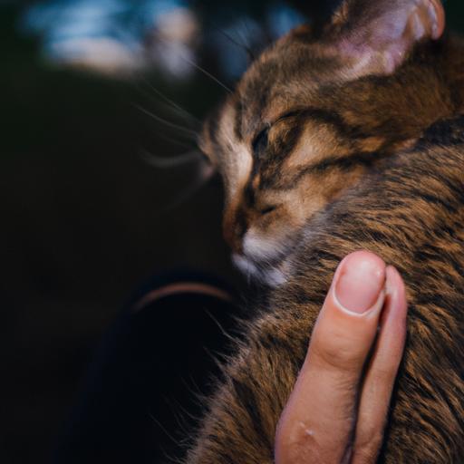 Understanding Cat Tail Nudging Behavior: Deciphering Feline Communication