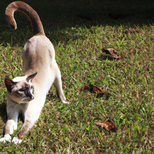 Understanding Cat Tail Swishing Behavior